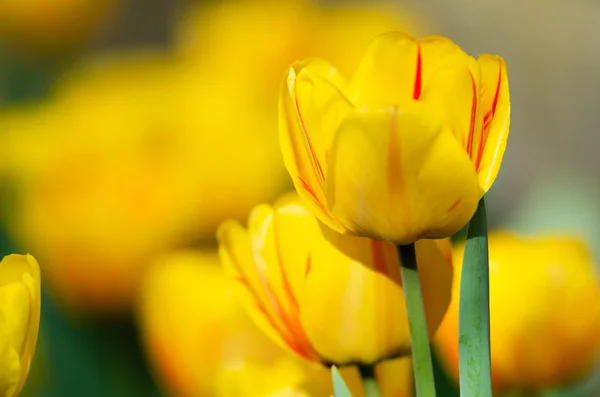 Hermosos Tulipanes Amarillos Cerca —  Fotos de Stock