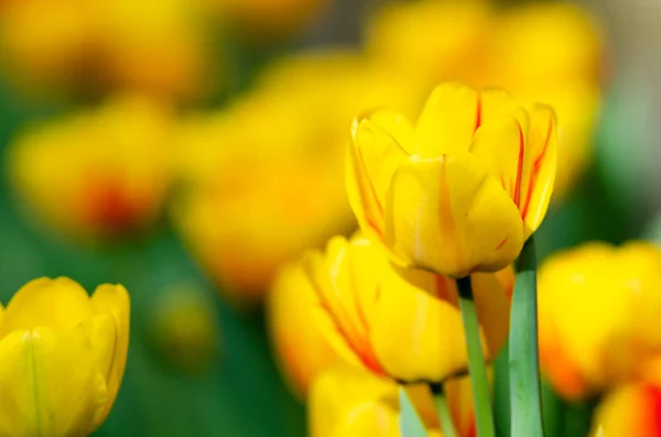 Красивые Желтые Тюльпаны — стоковое фото