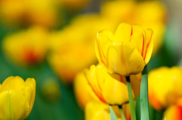 Hermosos Tulipanes Amarillos Cerca —  Fotos de Stock