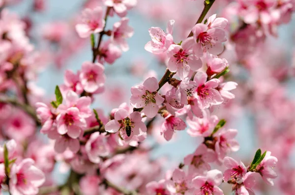 Bellissimo Fiore Pesca Vicino — Foto Stock