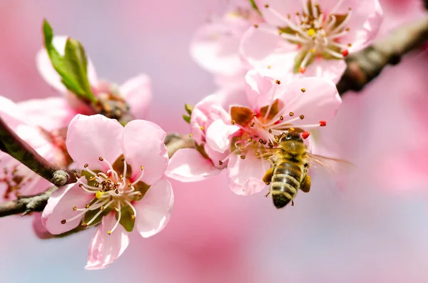 Belle Fleur Pêche Gros Plan — Photo