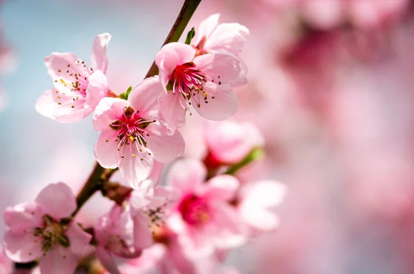 Bellissimo Fiore Pesca Vicino — Foto Stock