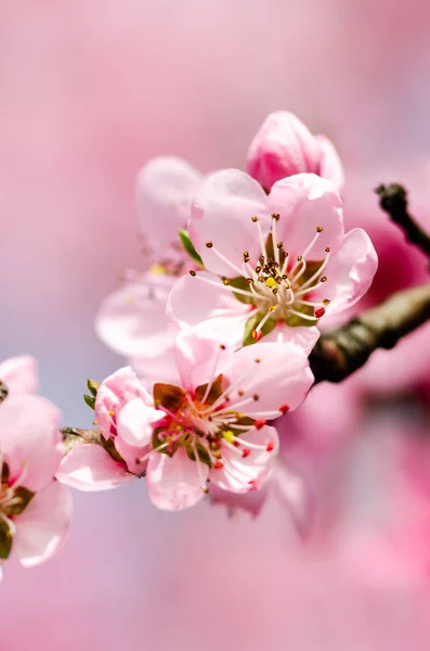 Beautiful Peach Blossom Close — Stock Photo, Image