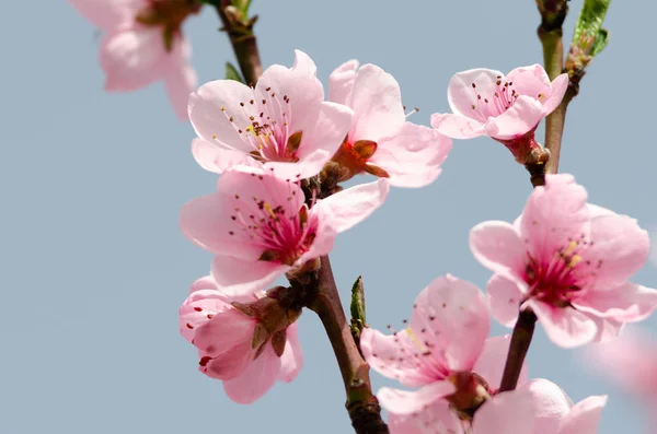 Beautiful Peach Blossom Close — Stock Photo, Image
