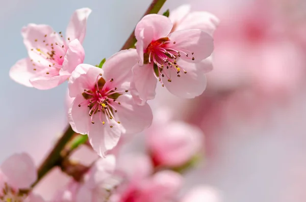 Bellissimo Fiore Pesca Vicino — Foto Stock