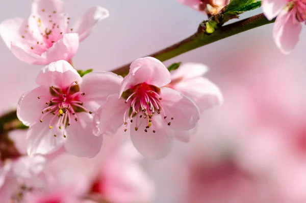 Bellissimo Fiore Pesca Vicino — Foto Stock