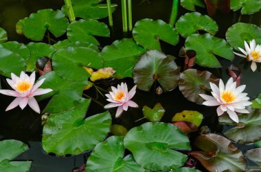 güzel, lotus çiçeği yakın çekim