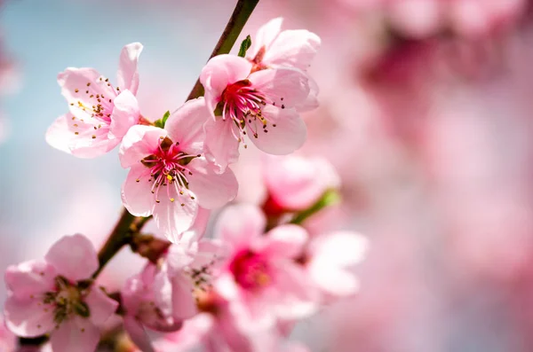 Beautiful Peach Blossom Close — Stock Photo, Image