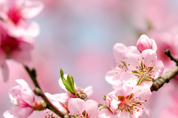 Bellissimo Fiore Pesca Vicino — Foto Stock