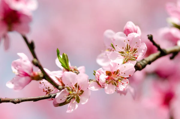 Bellissimo Fiore Pesca Vicino — Foto Stock