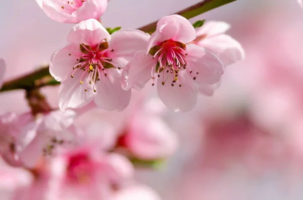 Bellissimo Fiore Pesca Vicino — Foto Stock