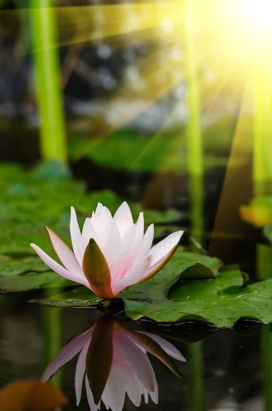 Bellissimo Fiore Loto Vicino — Foto Stock