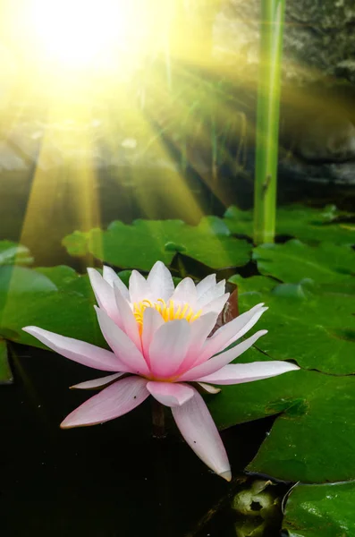 Hermosa Flor Loto Cerca — Foto de Stock