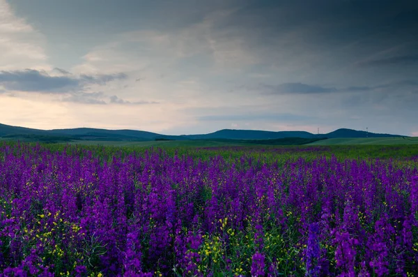 Belo Campo Flores Noite — Fotografia de Stock