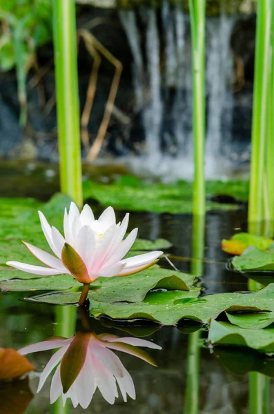 Kwiat Lotosu Piękne Bliska — Zdjęcie stockowe