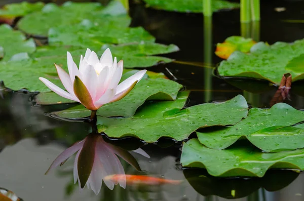 Beautiful Lotus Flower Close — Stock Photo, Image