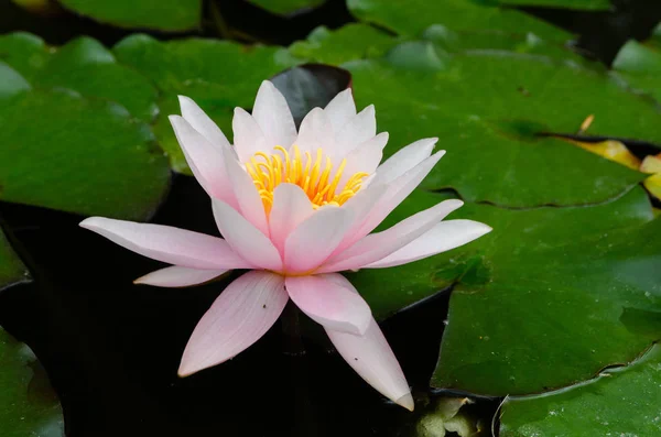 Schöne Lotusblume Aus Nächster Nähe — Stockfoto