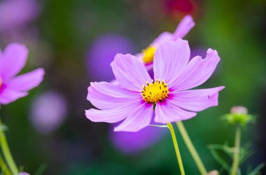 Güzel çiçek arka plan yakın çekim 