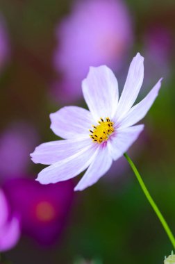 Güzel çiçek arka plan yakın çekim 