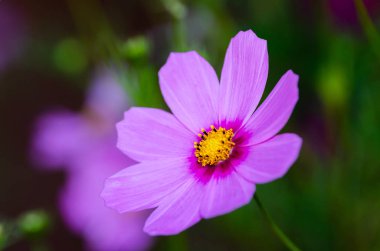 Güzel çiçek arka plan yakın çekim 