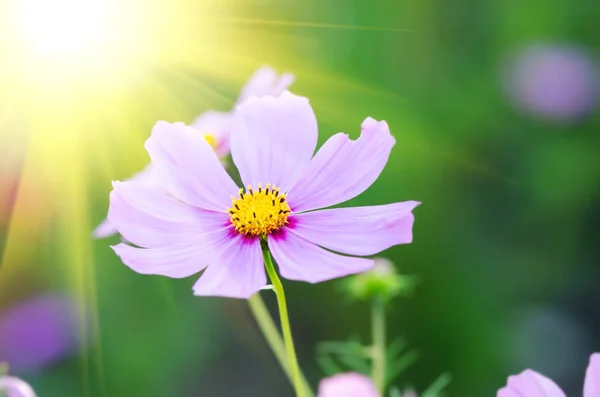 Hermoso Fondo Flores Cerca — Foto de Stock