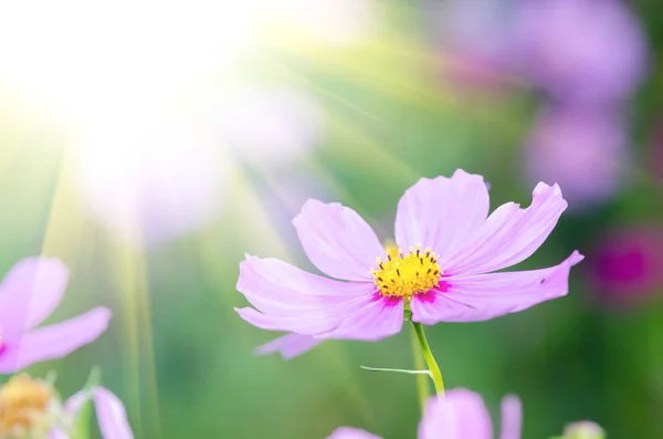 Hermoso Fondo Flores Cerca — Foto de Stock