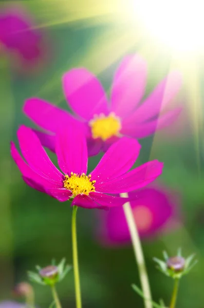 Vacker Blomma Bakgrund Närbild — Stockfoto