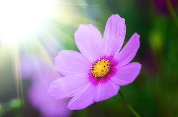 Vacker Blomma Bakgrund Närbild — Stockfoto