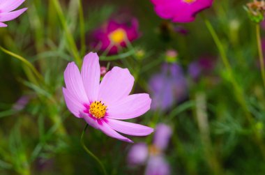 Güzel çiçek arka plan yakın çekim 