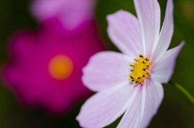 Güzel çiçek arka plan yakın çekim 