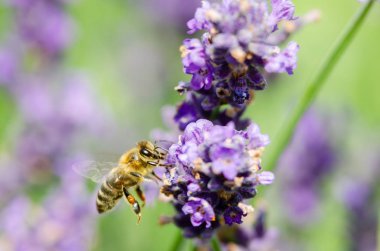 Güzel lavanta arka plan yakın çekim 