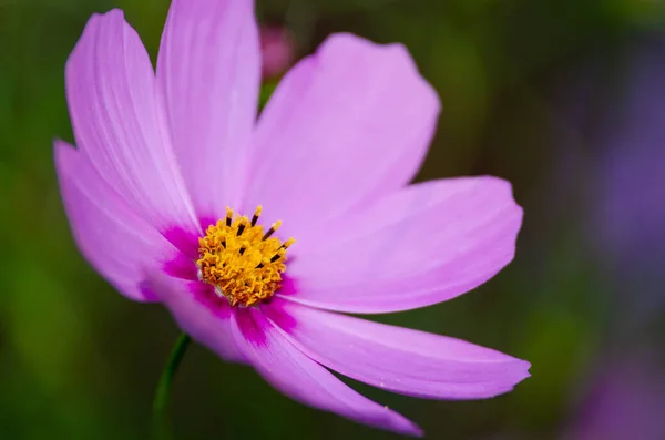 Hermoso Fondo Flores Cerca — Foto de Stock