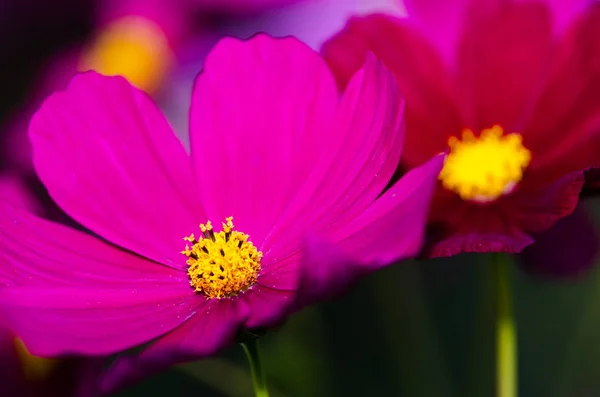 Hermoso Fondo Flores Cerca — Foto de Stock