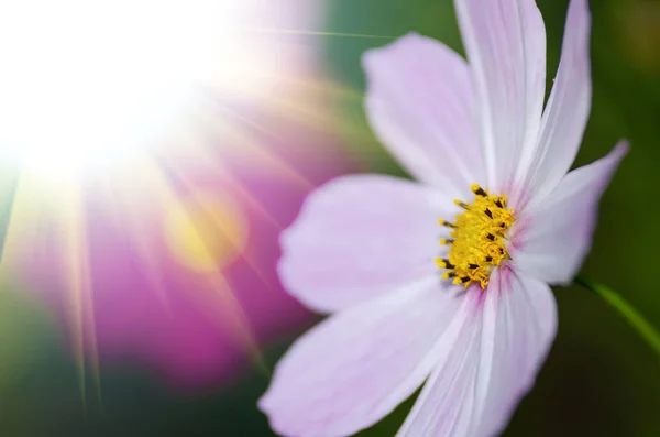 Vacker Blomma Bakgrund Närbild — Stockfoto