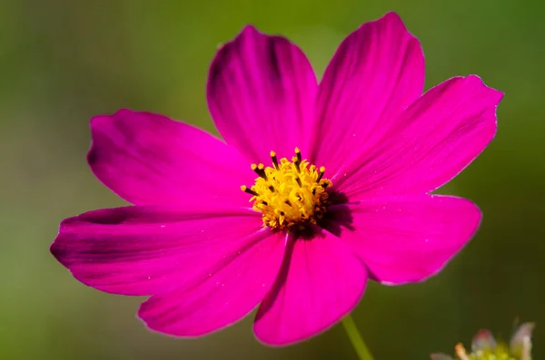 Vacker Blomma Bakgrund Närbild — Stockfoto