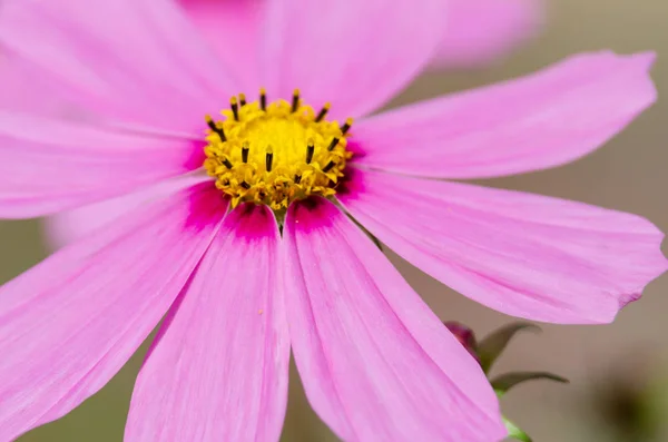 Hermoso Fondo Flores Cerca — Foto de Stock