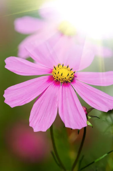 Hermoso Fondo Flores Cerca — Foto de Stock