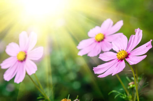 Piękny Kwiat Tło Zbliżenie — Zdjęcie stockowe