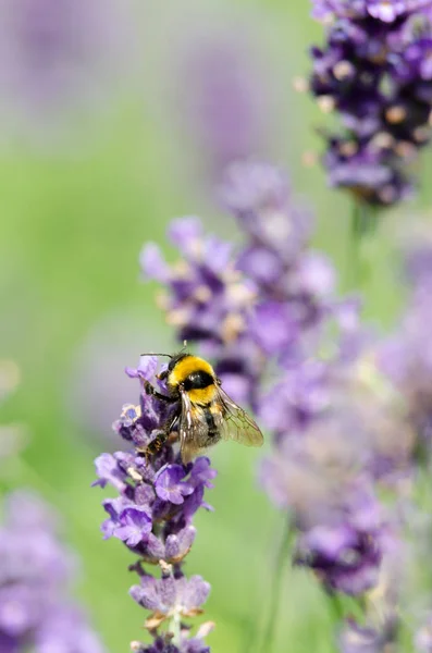 Mooie Lavendel Achtergrond Close — Stockfoto