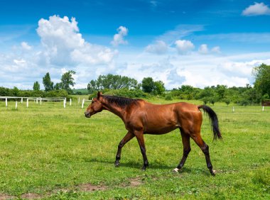 güzel atlar arka plan doğa manzara 