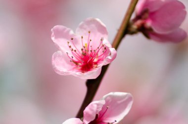 Pembe Şeftali çiçeği yakın çekim 
