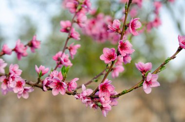 Pembe Şeftali çiçeği yakın çekim 