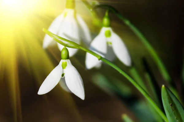 Nádherný Sněžený Pozadí Zblízka — Stock fotografie