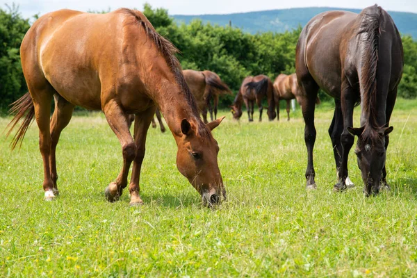 güzel atlar arka plan doğa manzara 