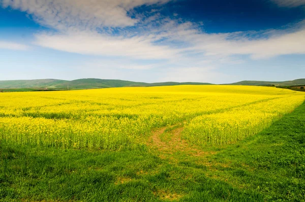 Rapsfeld Hintergrund Natur Landschaft — Stockfoto