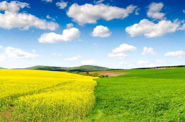 Rapsfeld Hintergrund Natur Landschaft — Stockfoto