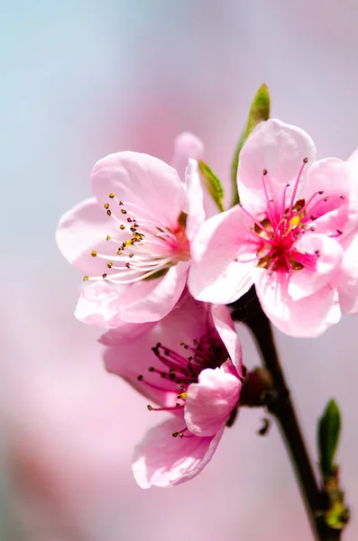 Flor Pêssego Rosa Perto — Fotografia de Stock