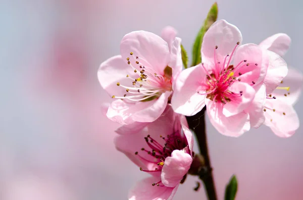 Fiore Pesca Rosa Vicino — Foto Stock