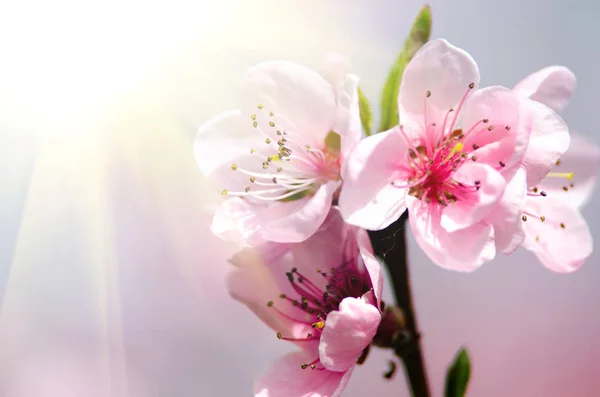 Pink Peach Blossom Close — Stock Photo, Image