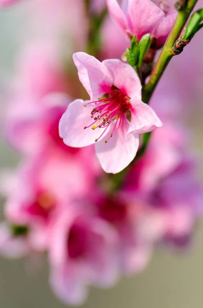 Pink Peach Blossom Close — Stock Photo, Image